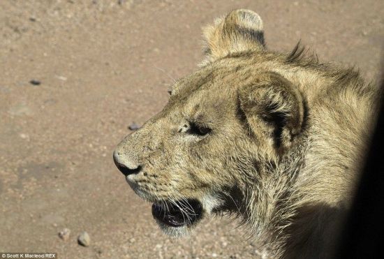 動物世界獅子和水牛 11頭獅子圍攻1頭水牛