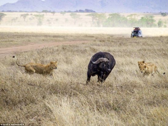 動(dòng)物世界獅子和水牛 11頭獅子圍攻1頭水牛