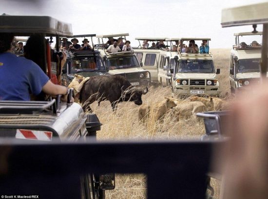 動物世界獅子和水牛 11頭獅子圍攻1頭水牛