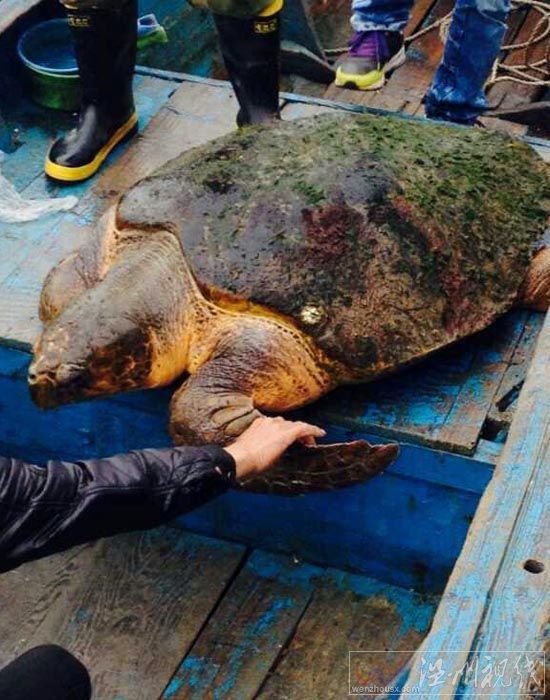 溫州漁民釣到百斤大海龜