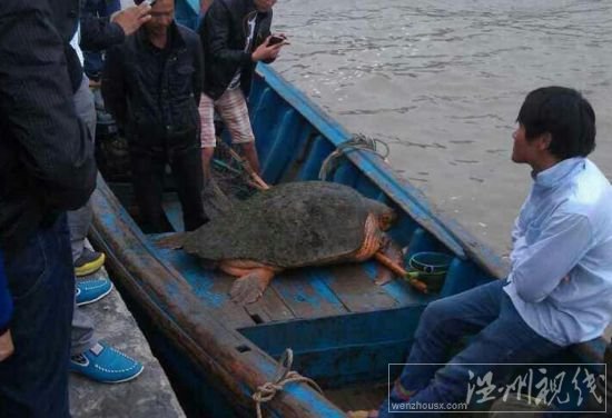 溫州漁民釣到百斤大海龜