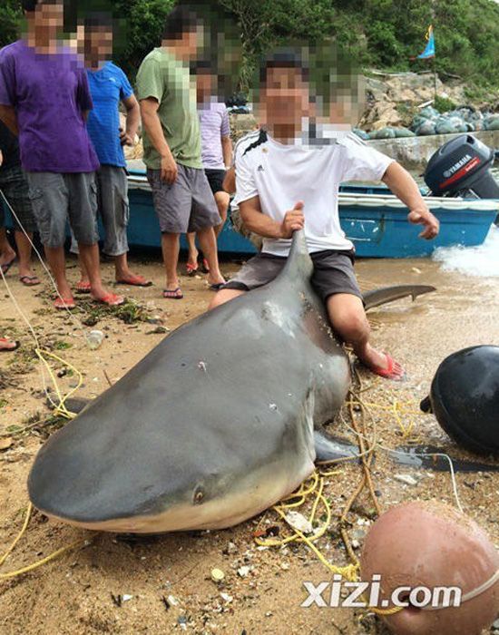 惠州漁民捕到巨魚