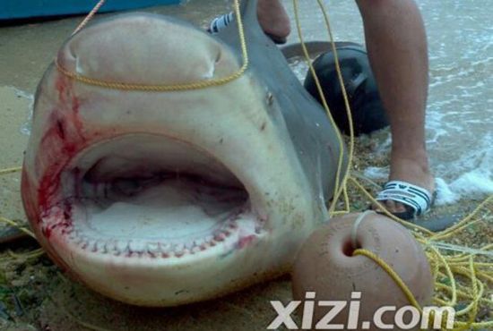 惠州漁民捕到巨魚