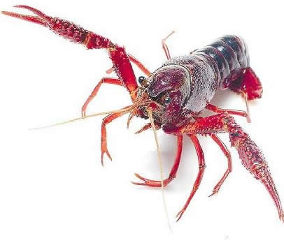 湖州七旬老太被小龍蝦咬死了