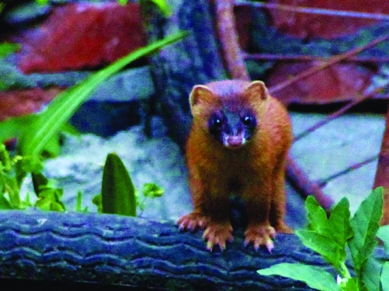 南京小區黃鼠狼