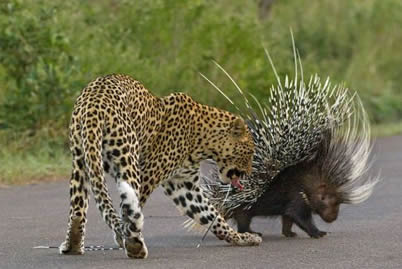 獵豹和豪豬誰厲害 南非饑餓獵豹欲捕食豪豬反被豪豬