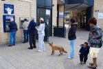 狐貍排隊取錢 英國攝影師2006年拍攝的英國倫敦狐貍