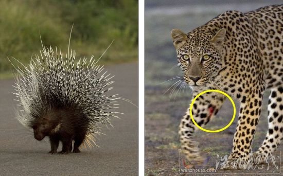 獵豹欲捕食豪豬反被刺傷