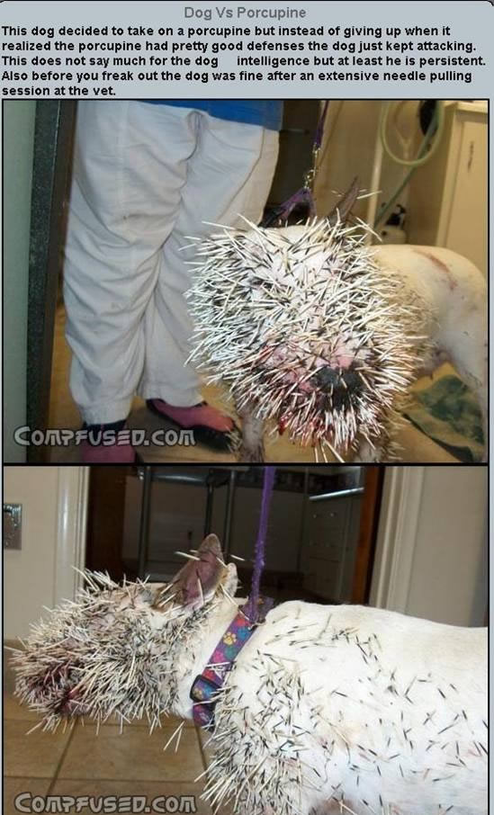 狗和豪豬打架的悲慘下場