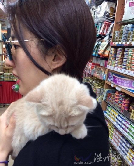 劉亦菲抱貓