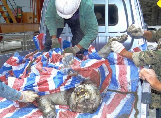 臥龍大熊貓基地發現野生大熊貓尸體