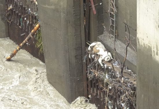 臥龍大熊貓基地發現野生大熊貓尸體