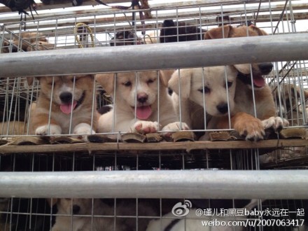 一群可愛的小狗就這樣被燒死