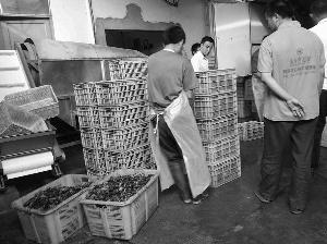 江蘇蝦仁加工廠用死蝦加工蝦仁