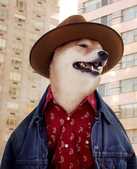 蕭亞軒曬柯震東收養狗狗