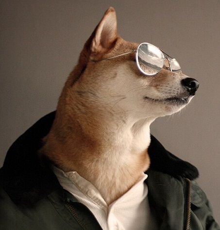 蕭亞軒曬柯震東收養狗狗