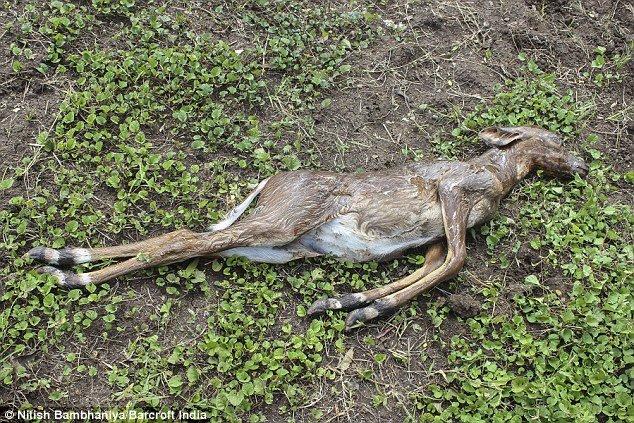 印度巖蟒吞下整只羚羊