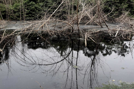 鄭州河邊楊樹被毒死 回應(yīng)是被生活污水淹死