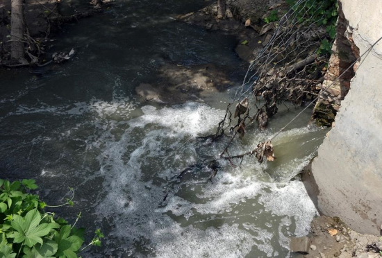 鄭州河邊楊樹被毒死 回應(yīng)是被生活污水淹死