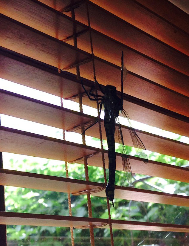 巨型蜻蜓體長20厘米闖民宅
