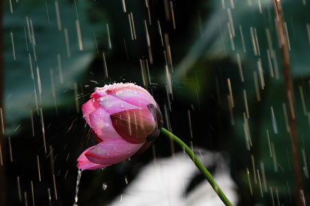 夏雨荷 溫州攝影師三點水拍攝荷花圖片 溫州賞荷花三點