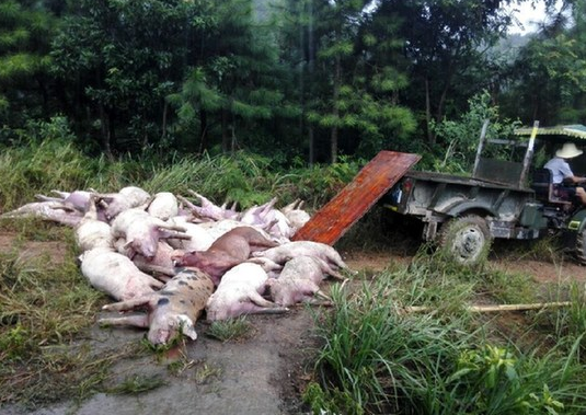 171頭豬遭雷擊死亡