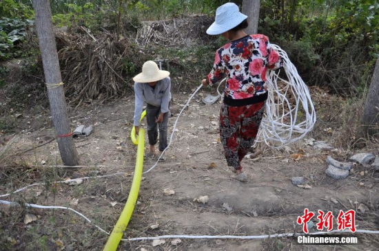 駐馬店干旱情況 近萬畝玉米絕收
