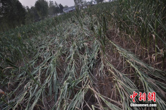 駐馬店干旱情況 近萬畝玉米絕收