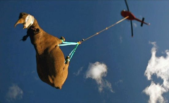 南非用直升機給犀牛搬家