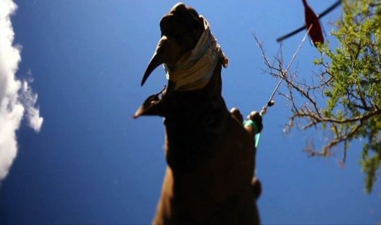 南非用直升機給犀牛搬家