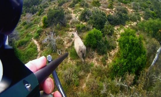 南非用直升機給犀牛搬家