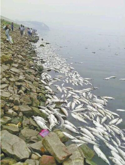 白沙水庫出現數十萬斤死魚
