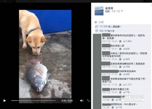 狗狗用鼻子撩水救魚