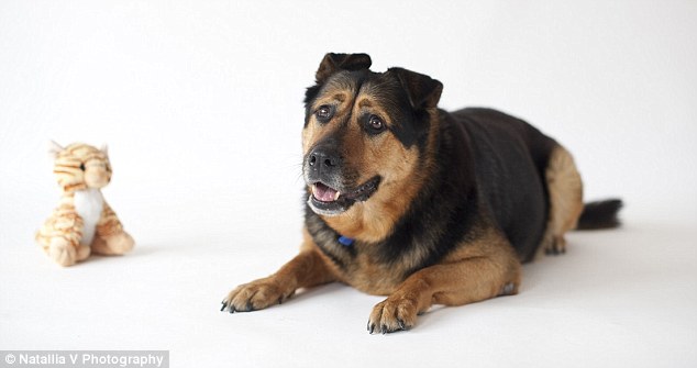 長相憂郁的英國流浪狗