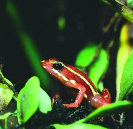 箭毒蛙是毒性最強的物種之一