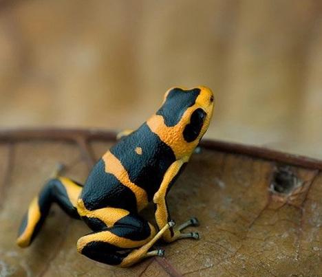 箭毒蛙是毒性最強的物種之一
