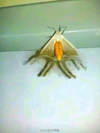 市民家中現怪物昆蟲