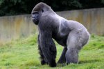 大猩猩安巴姆可以長時間直立行走