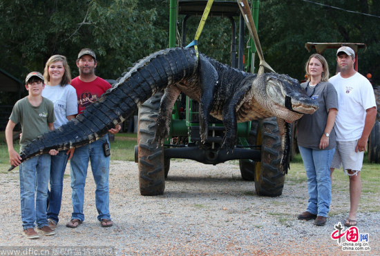 美國阿拉巴馬州大鱷魚
