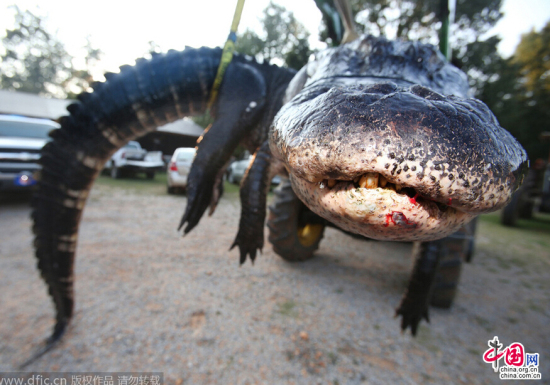 美國阿拉巴馬州大鱷魚