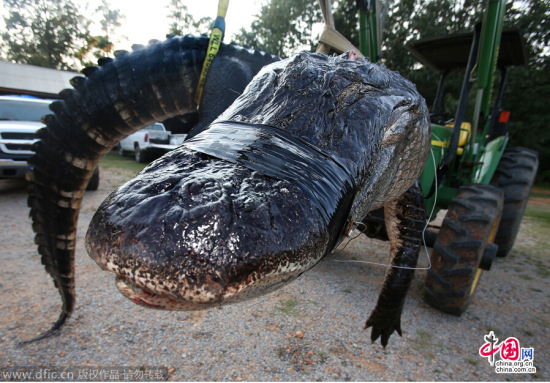 美國阿拉巴馬州大鱷魚