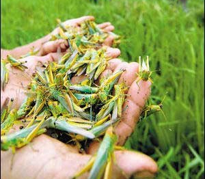 黃河灘蝗災肆虐