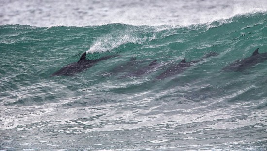海豚闖沖浪比賽