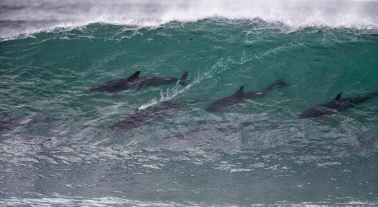海豚闖沖浪比賽