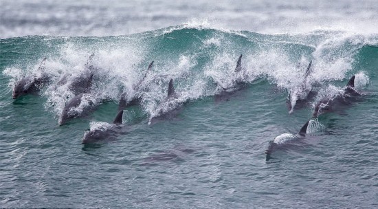 海豚闖沖浪比賽