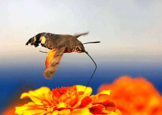 四不像的蜂鳥鷹蛾