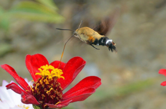 四不像的蜂鳥鷹蛾