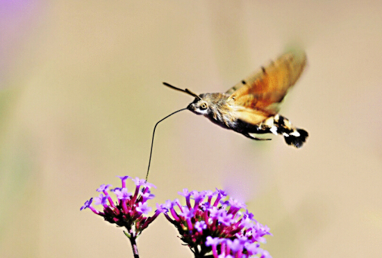 四不像的蜂鳥鷹蛾