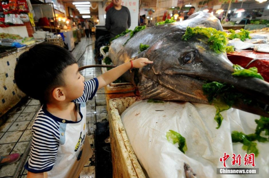 青島漁民捕獲箭魚王