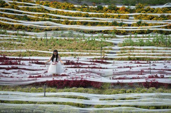 世界上最長的婚紗4100千米